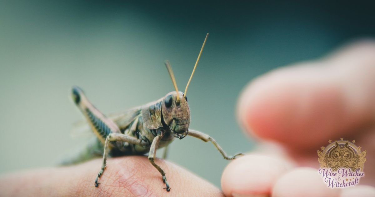 cats or crickets and financial omens 1200x630