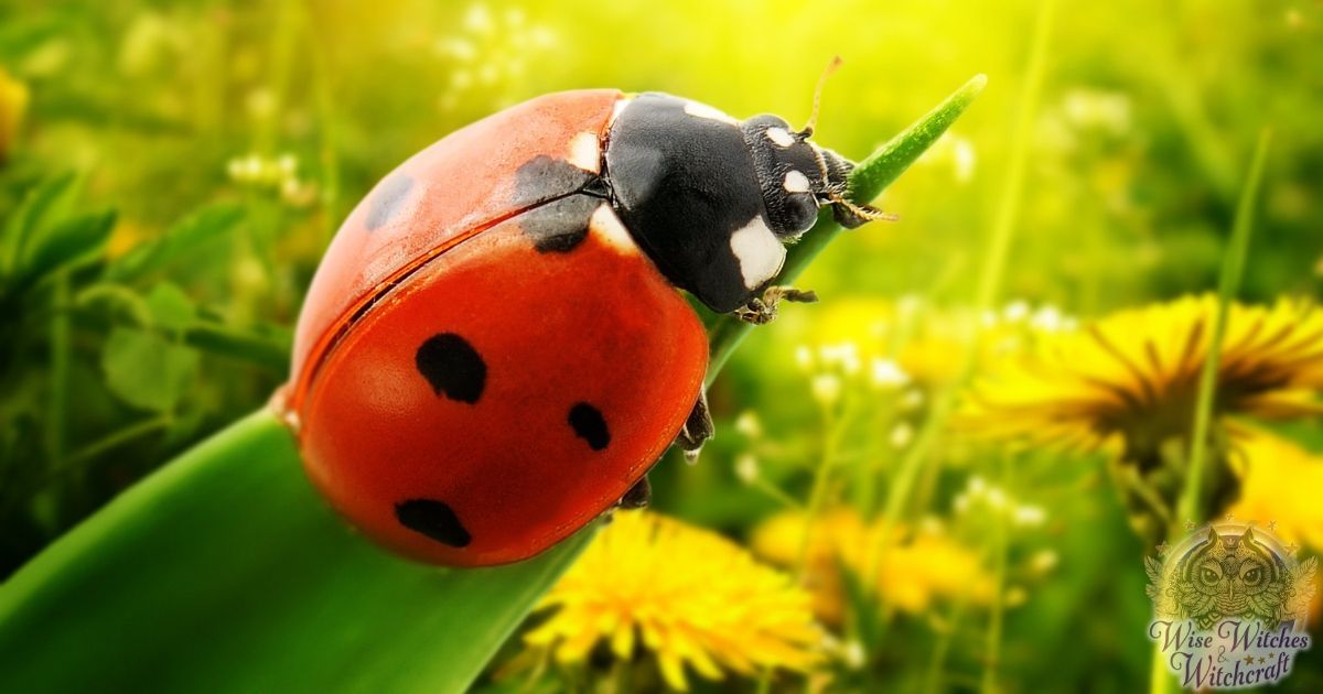 pagan-omens-ladybug-luck-and-prosperity-1200x630