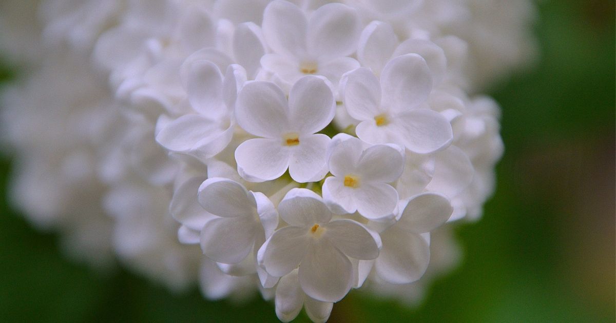 sacred magickal plants to honor cerridwen 1200x630