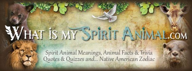 The Healing Medicine of Spirit Animals, Guides, & Totems - Wise Witches ...