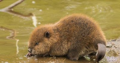 beaver animal omen and spirit guide 1200x630