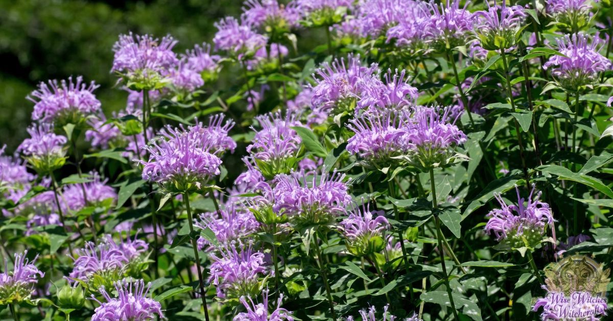 bee balm magic 1200x630