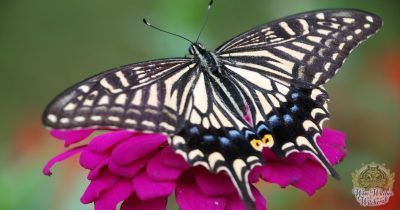 butterfly animal omen and spirit guide 1200x630