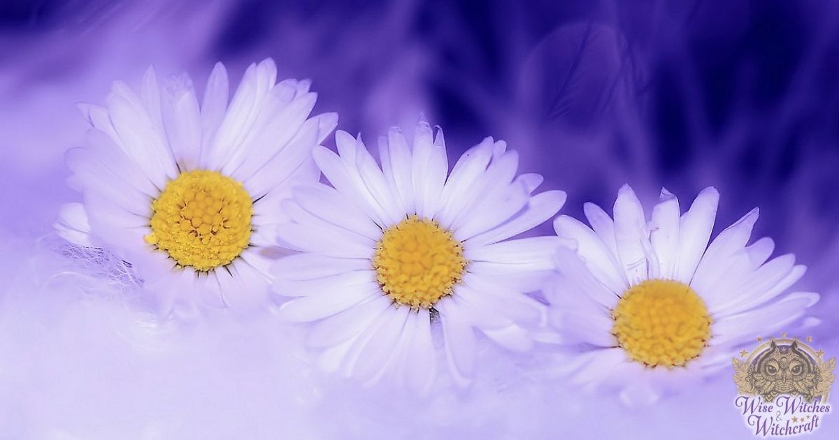 daisy magick 1200x630