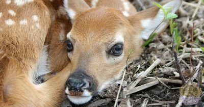 deer animal omen and spirit guide 1200x630