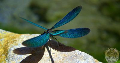 dragonfly animal omen and spirit guide 1200x630