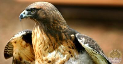 hawk animal omen and spirit guide 1200x630