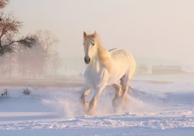 horse animal omen and spirit guide 1200x630