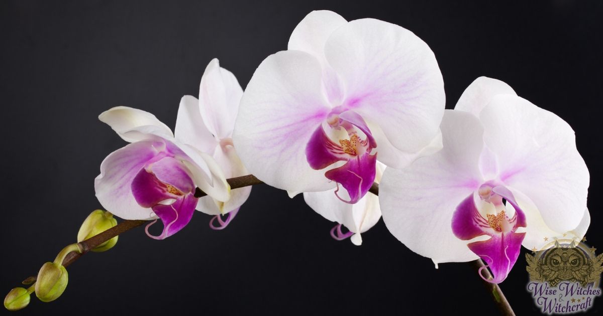 magic with orchids 1200x630