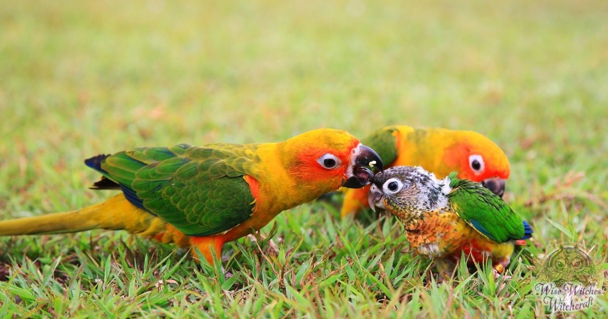 magical famaliars and the aries bird 1200x630