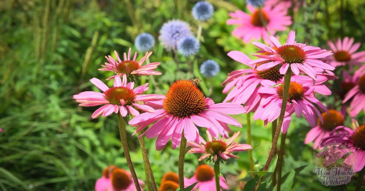 pagan prayer for the season of summer 1200x630