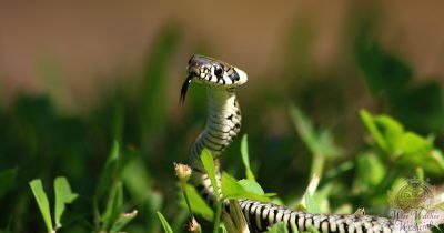 snake animal omen and spirit guide 1200x630