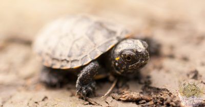 turtle animal omen and spirit guide 1200x630