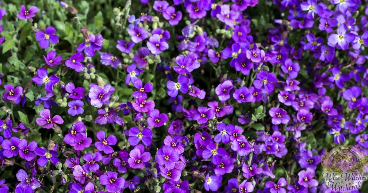 violets magick 1200x630