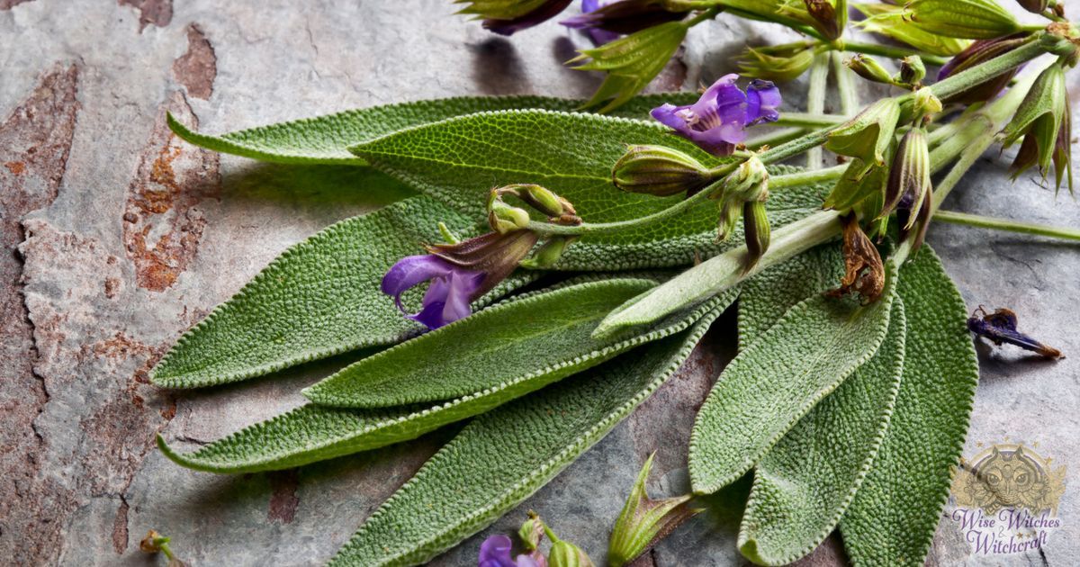 dried sage for home cleansing and magical banishings 1200x630