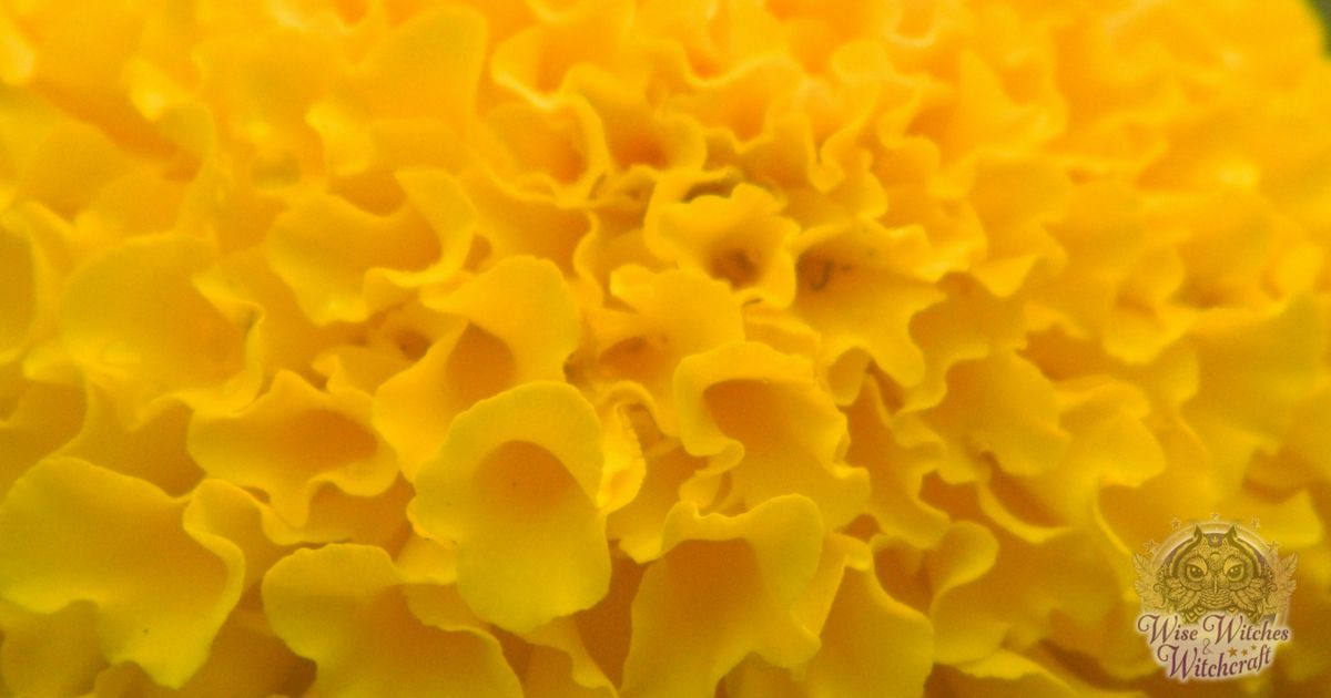 marigolds for good luck magic 1200x630