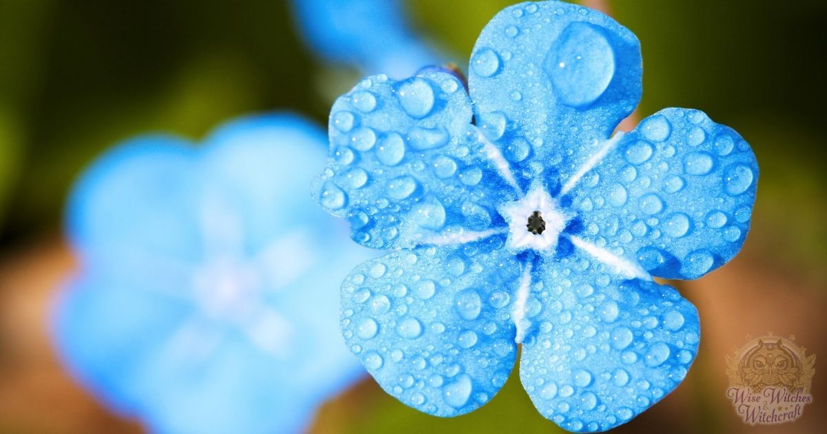 water crystals plants and animals 1200x630