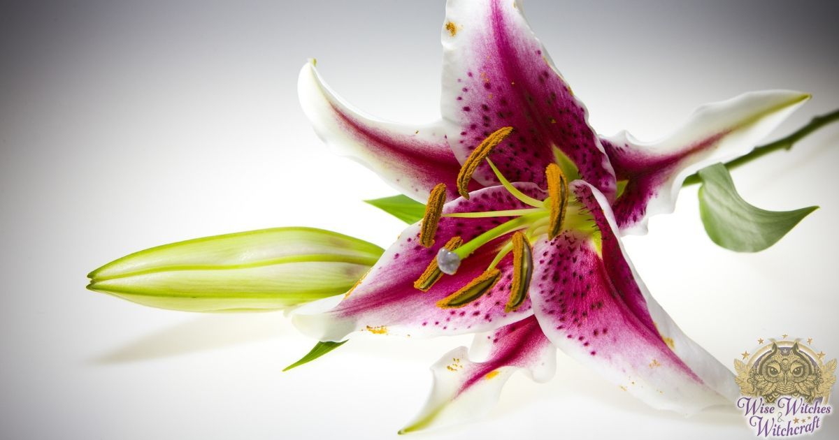 flowers as offerings or part of celebrations 1200x630