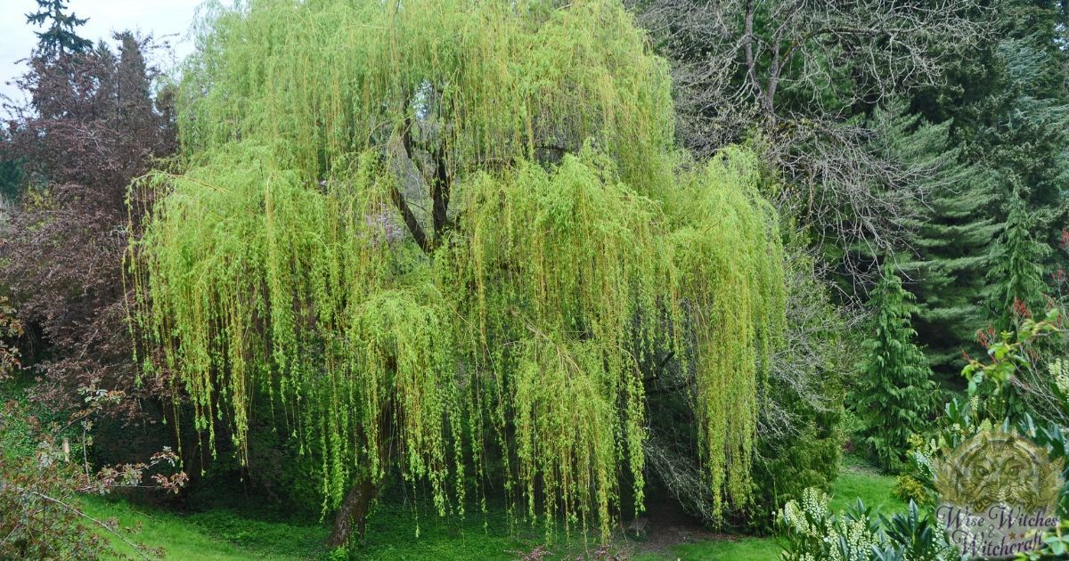 herbs and plants that help good witches wiccans and pagans 1200x630