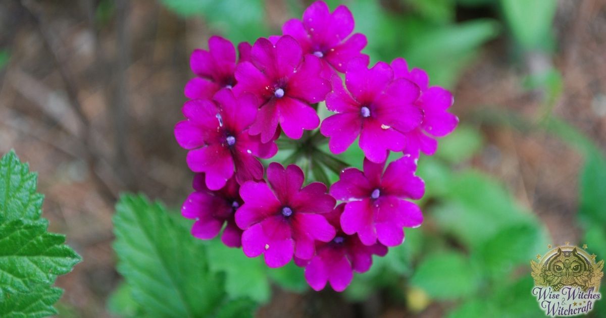 how some flowers got their names 1200x630