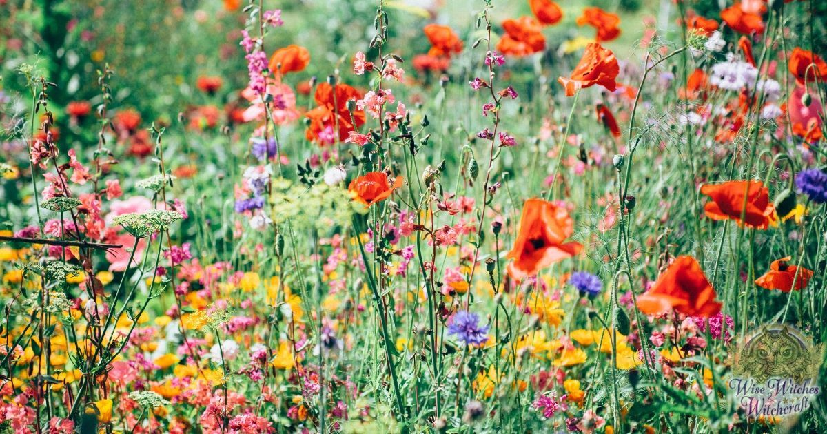 lammas and autumn eve herbs and plants 1200x630