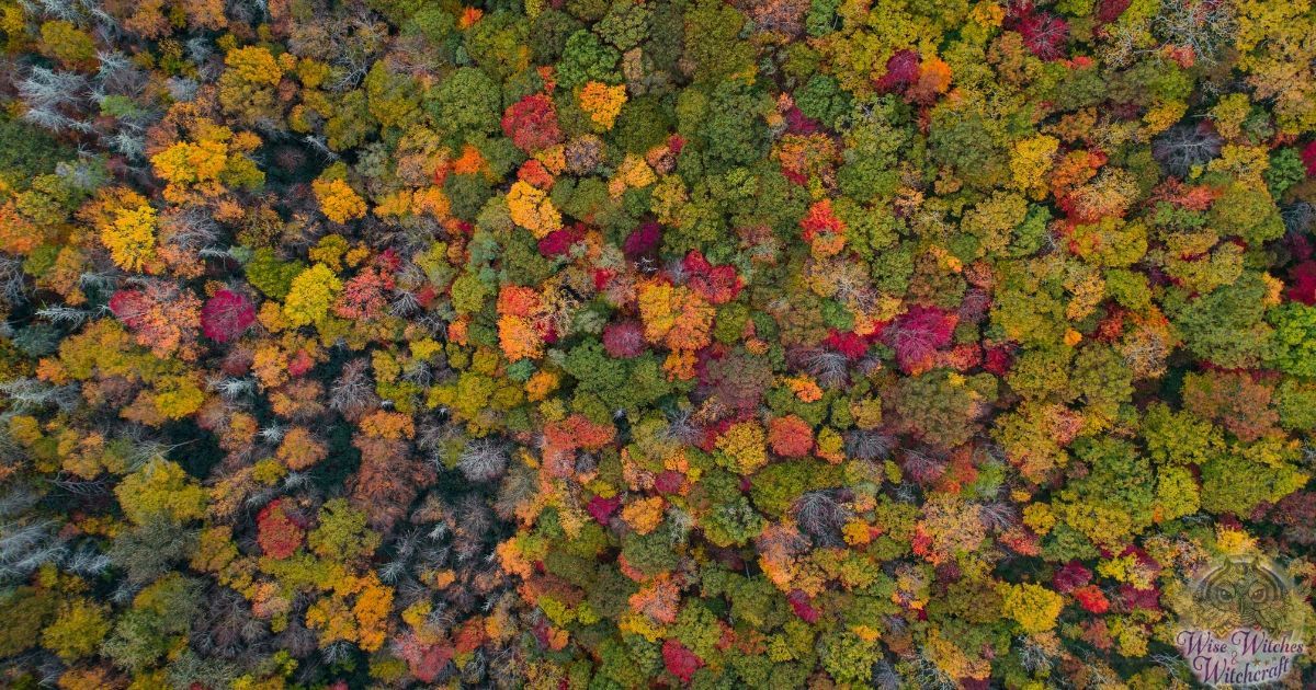 mabon and autumn equinox herbs and plants 1200x630