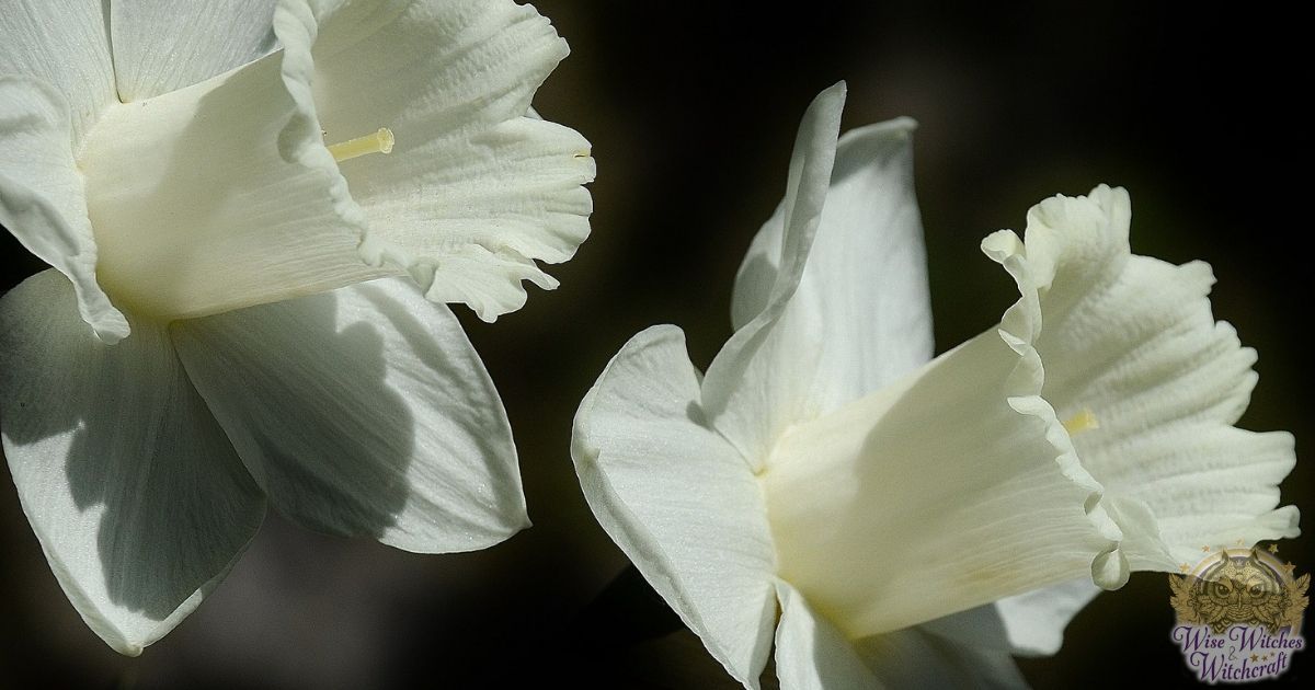 ostara spring and vernal equinox herbs and plants 1200x630