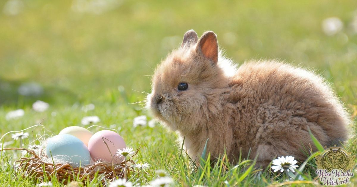 easter bunnies vs esotre hares 1200x630