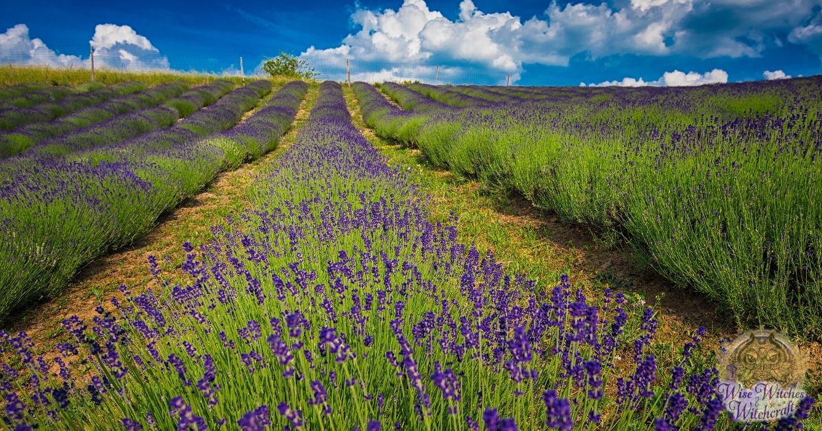 when did herbalism begin 1200x630