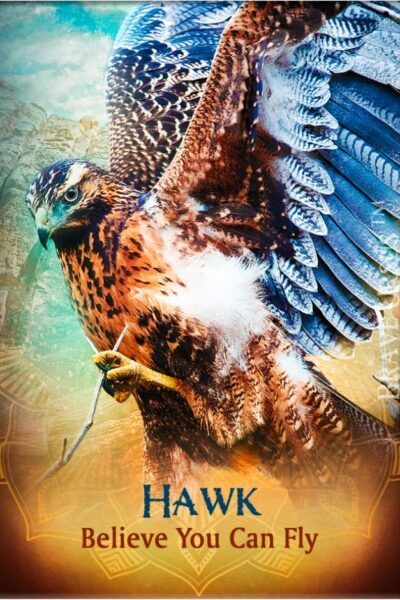 Hawk Magnet